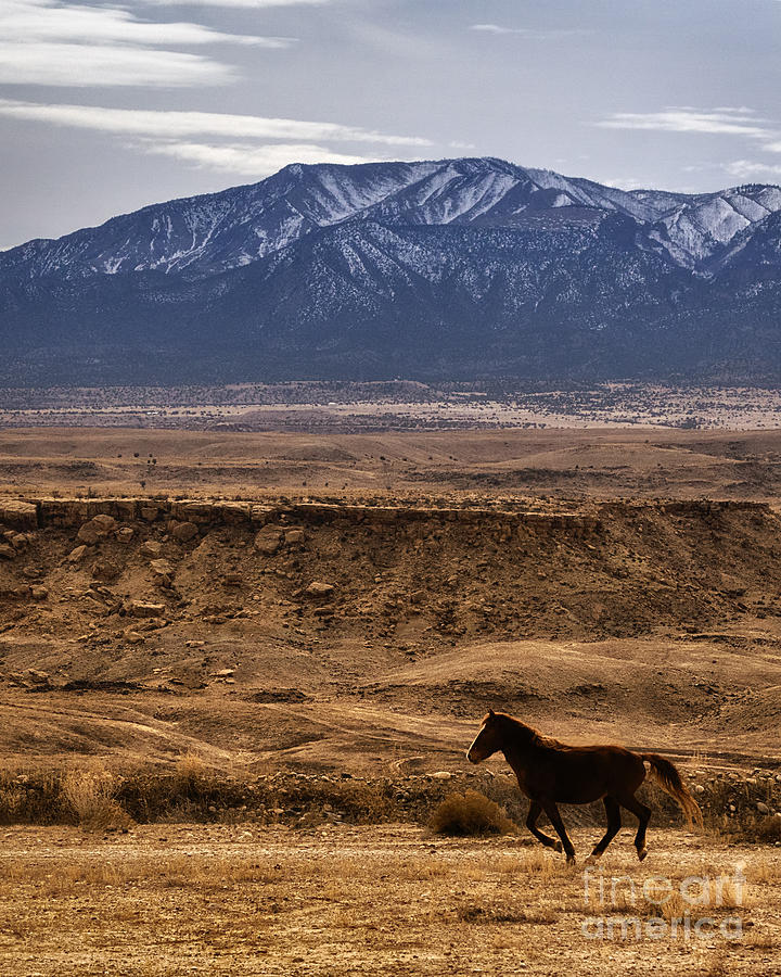 Wild Horse on the Run Photograph by Priscilla Burgers
