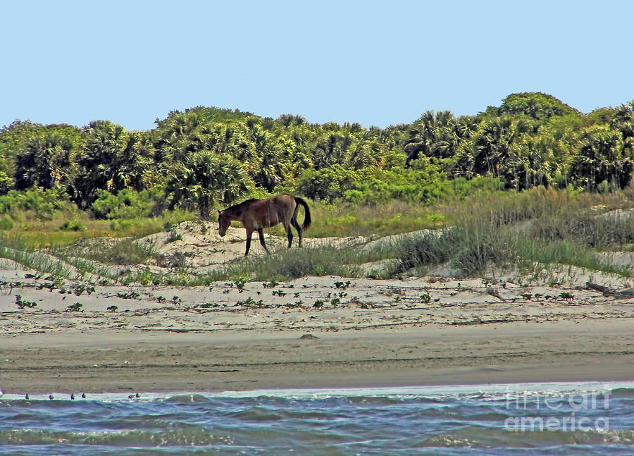 Wild Horse On The Sand Dunes Photograph by D Hackett