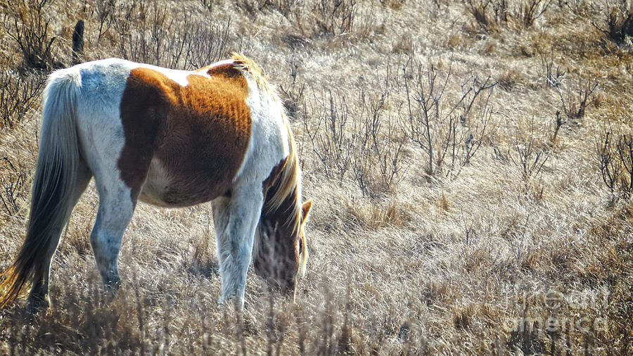 Wild Horse Panoramic Photograph by Dawn Gari