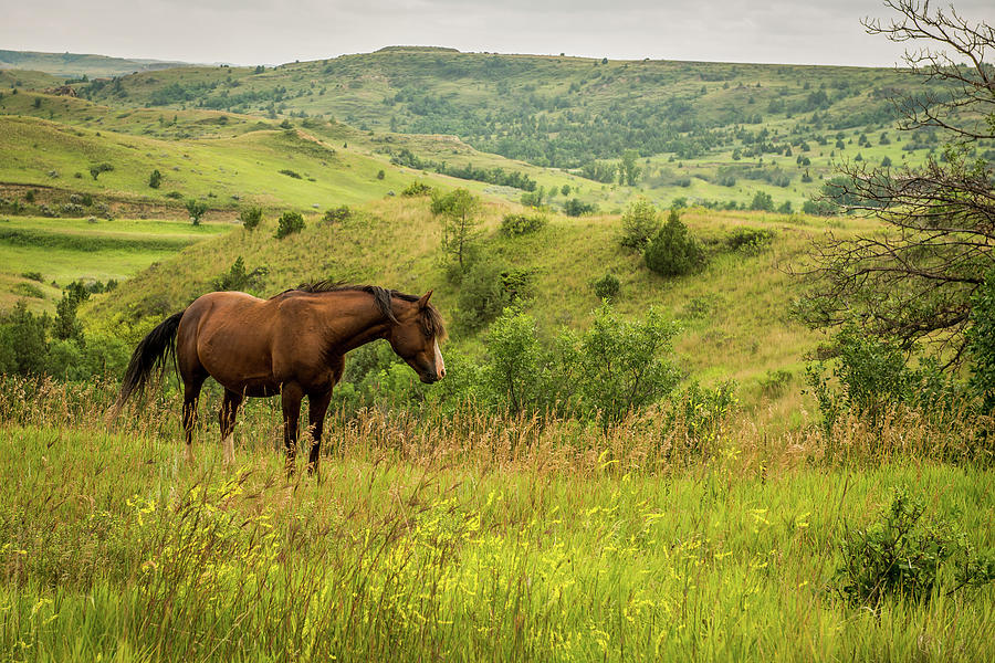 Wild Horse Photograph by Paul Freidlund