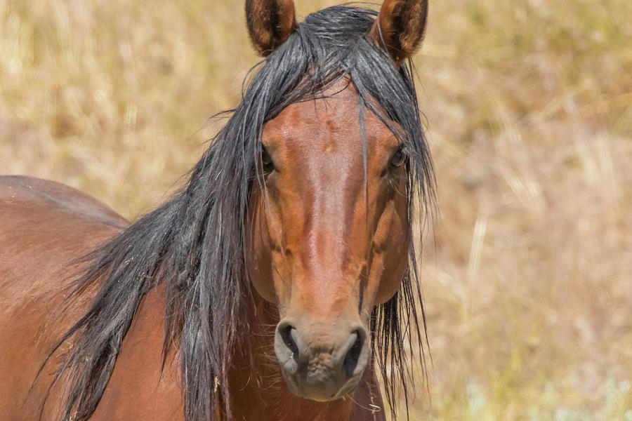 Wild Horse Portrait Photograph by Marc Crumpler