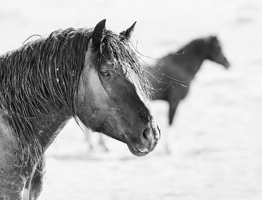 Wild Horse Portrait Photograph by Max Waugh