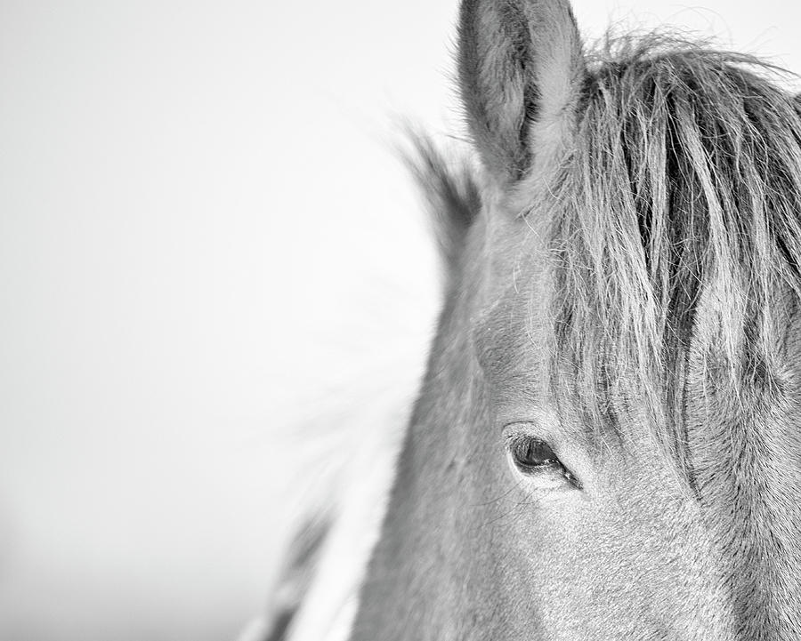 Nature Photograph - Horse Minimal Black and White Print by Stephanie McDowell