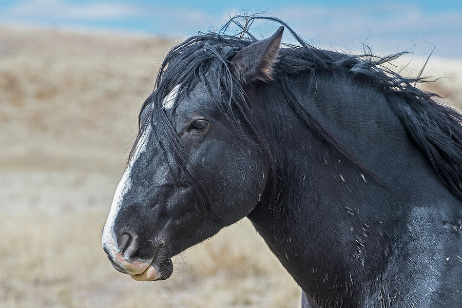Wild Horse Profile Photograph by Scott Read