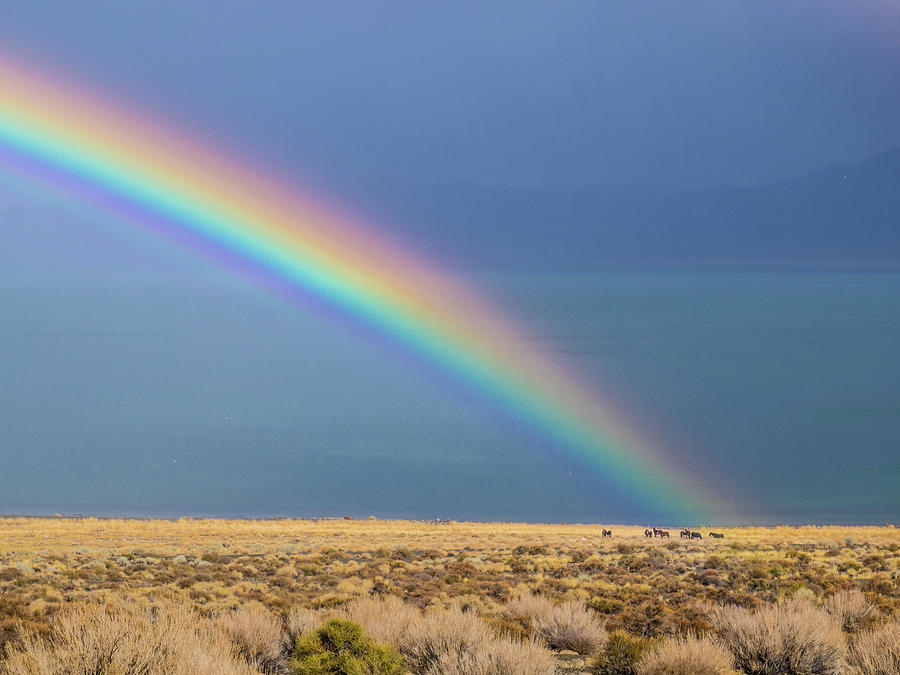 Wild Horse Rainbow Photograph by Martin Gollery