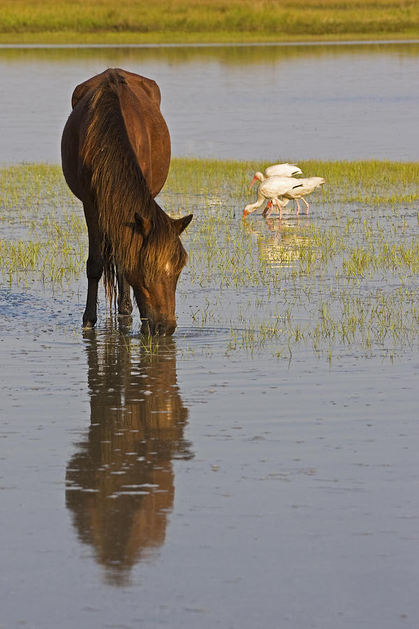 Horse Photograph - Wild Horse Reflection by Bob Decker