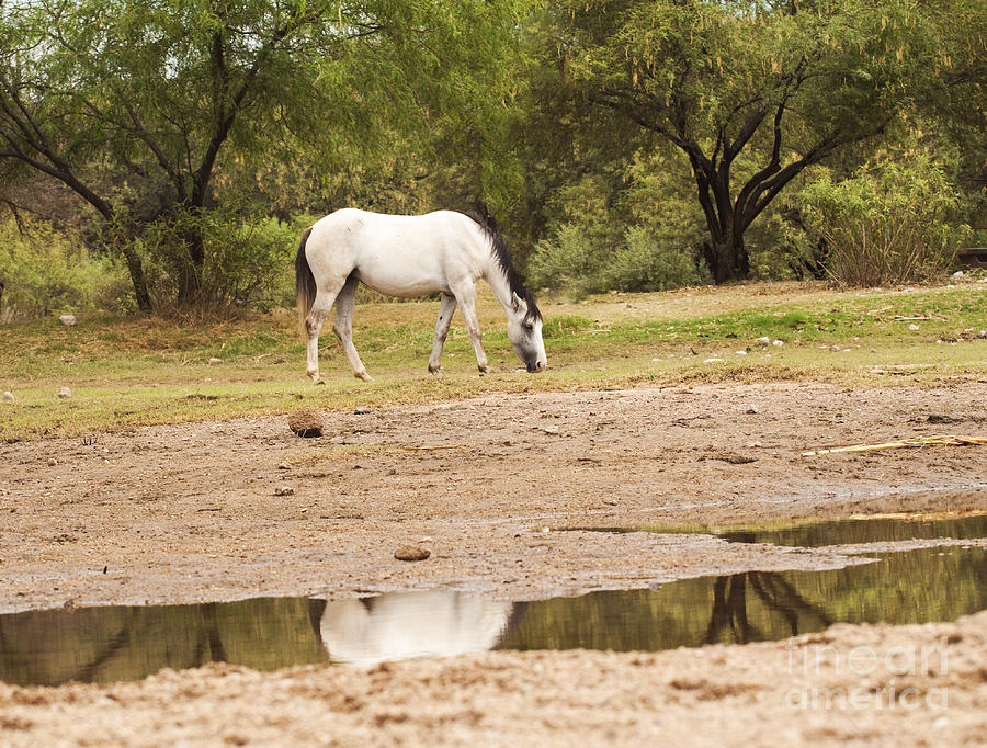 Wild Horse Reflections Photograph by Ruth Jolly