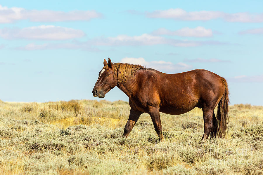 Wild horse Photograph by Rodney Cammauf