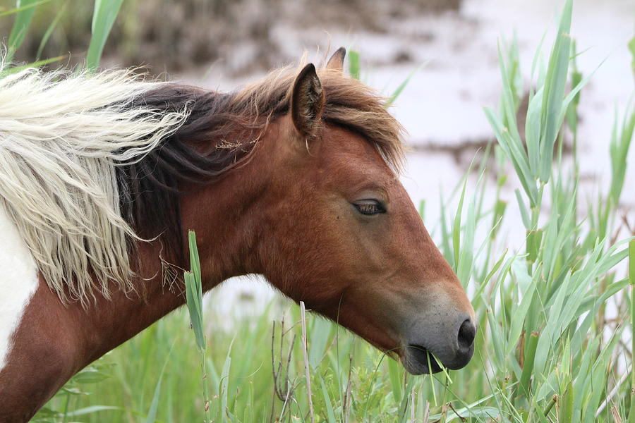 Wild Horse Photograph by Scott Burd