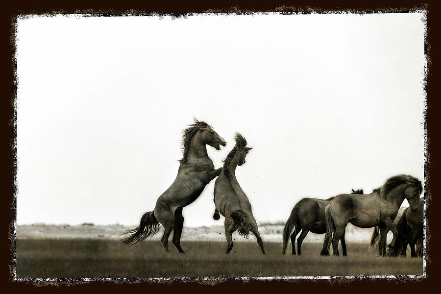 Wild Horse series - The fight Photograph by Dan Friend