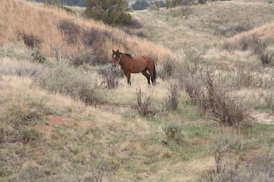 Wild Horse Photograph by Helene Toro - Fine Art America