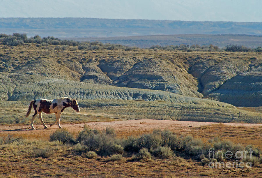 Wild Horse-Signed-#2439 Photograph by J L Woody Wooden