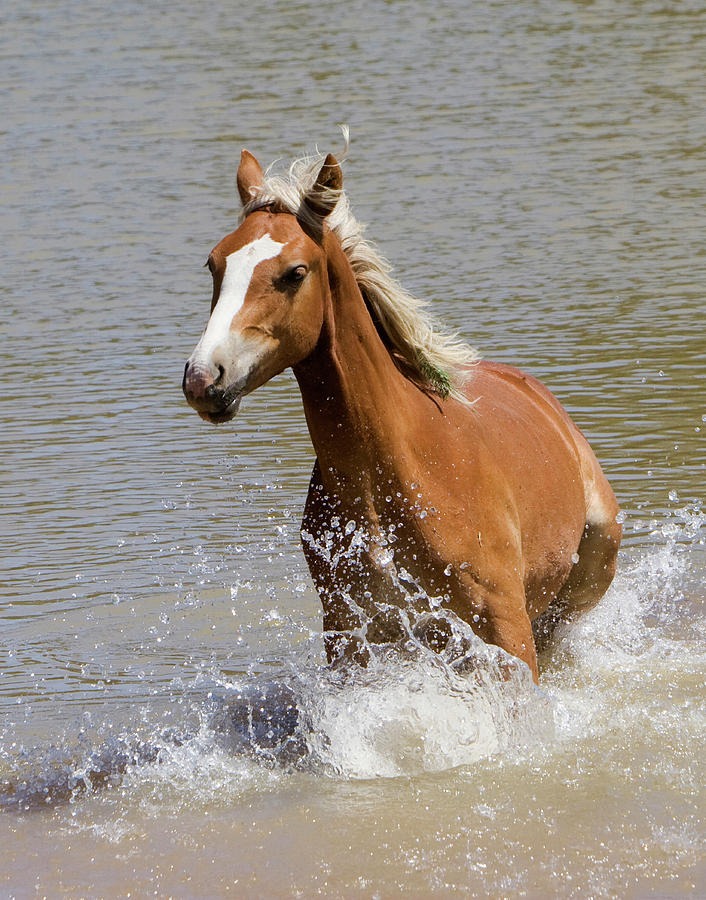 Wild Horse Splashing at the Water Hole Photograph by Mark Miller