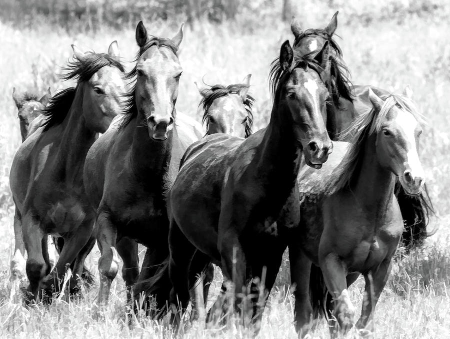 Wild Horse Stampede BW Photograph by Athena Mckinzie