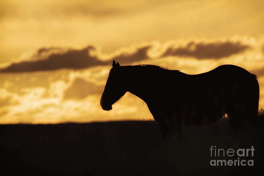 Wild Horse Sunrise Photograph by Priscilla Burgers