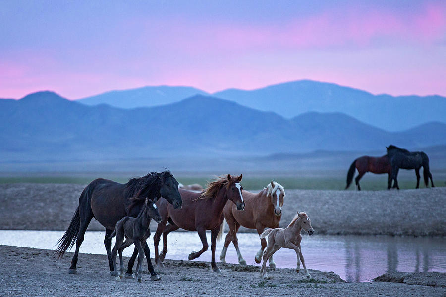 Wild Horse Sunrise Photograph by Wesley Aston