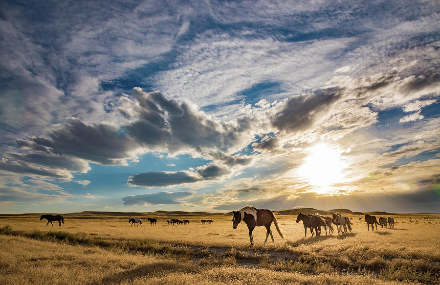 Wild Horse Sunset Photograph by Jami Bollschweiler Wild Horse Sunset Photograph by Jami Bollschweiler