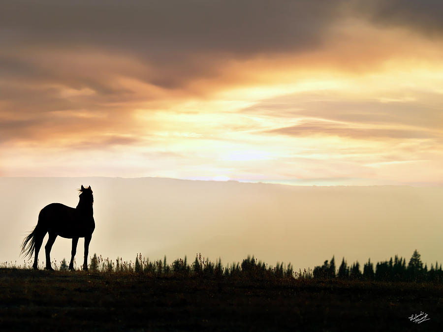 Wild Horse Sunset Photograph by Leland D Howard