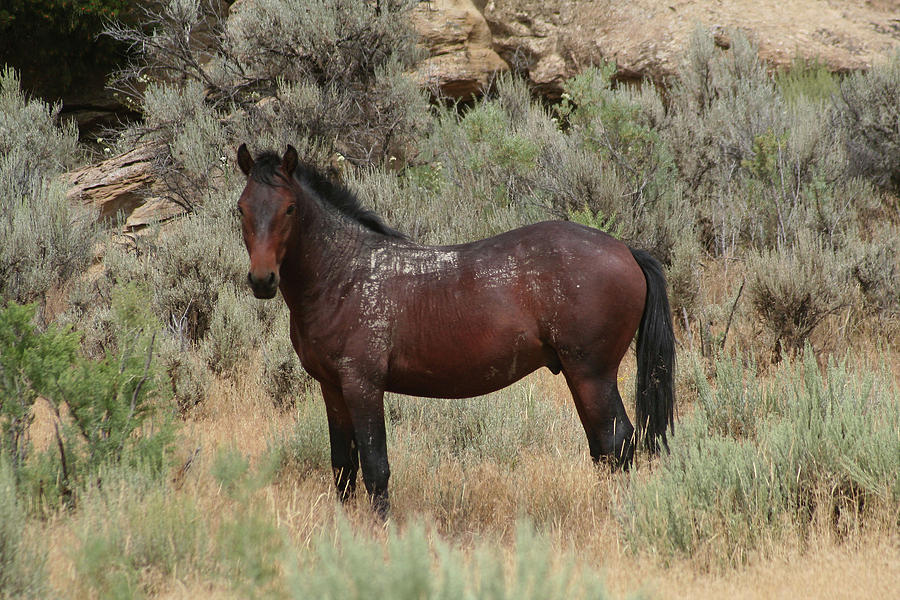 Horse Photograph - Wild Horse by Teresa Stevens