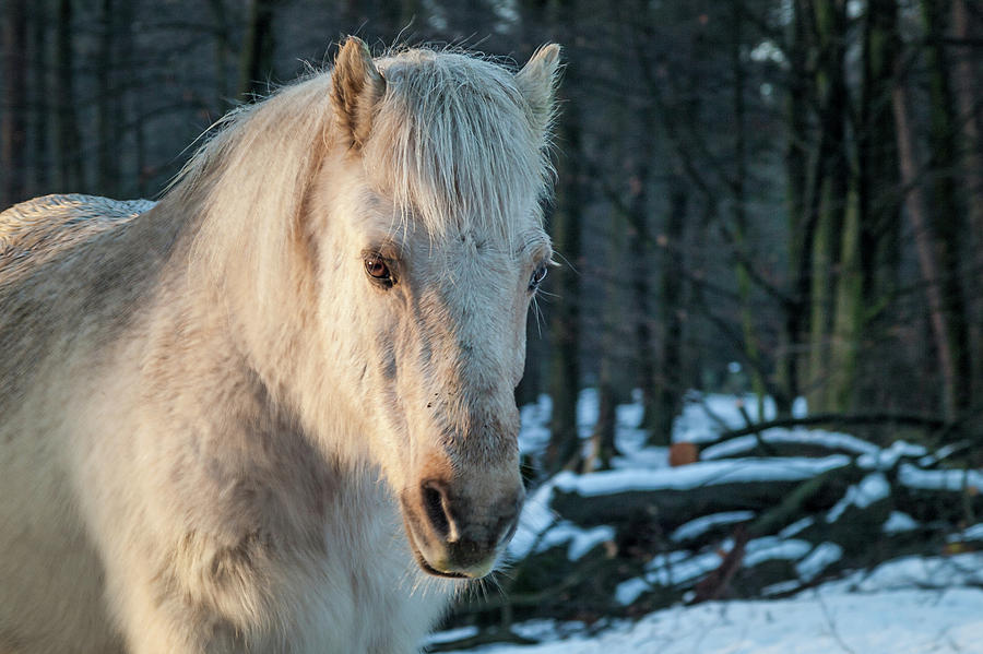 Wild horse Photograph by Tim Abeln