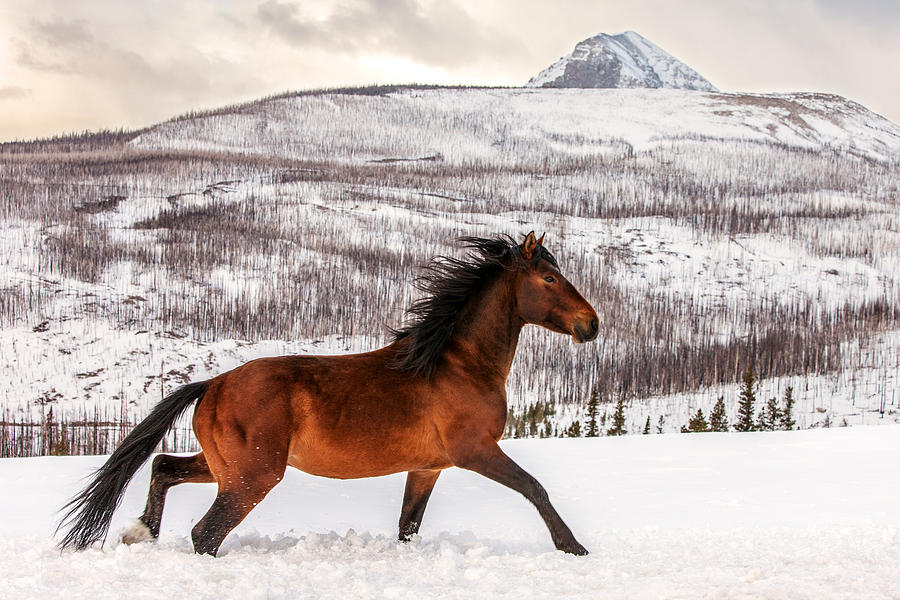 Wild Horse Photograph by Todd Klassy