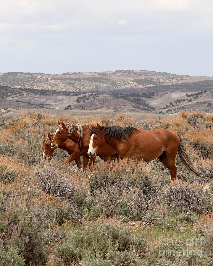 Wild Horse Trio Photograph by Max Allen