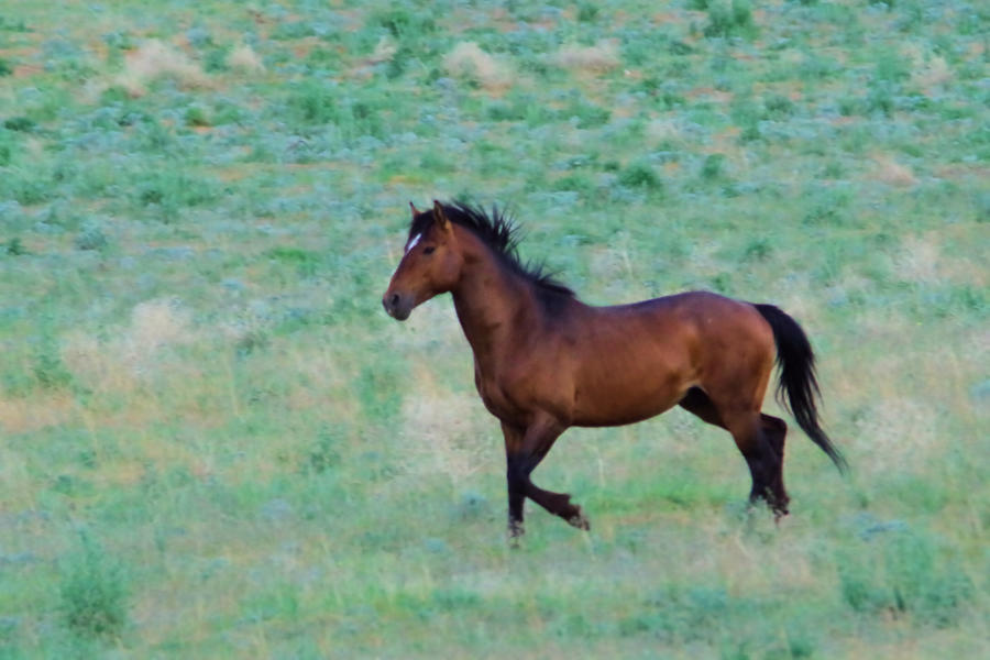 Wild horse trotting Photograph by Jeff Swan