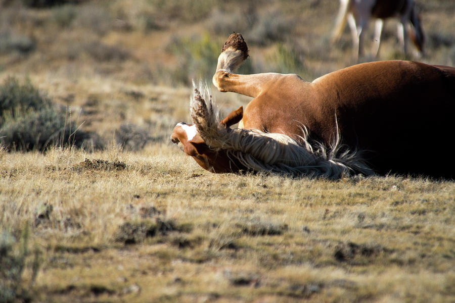 Wild Horse With and Itch Photograph by Frank Madia