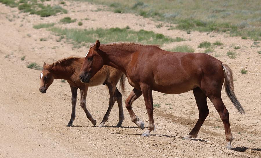 Wild Horse with Colt  Photograph by Christy Pooschke