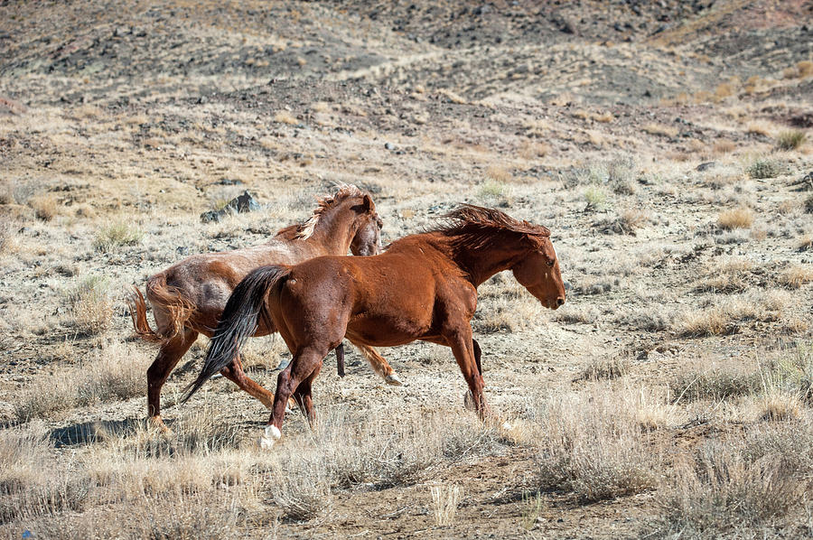 Wild Horses #4 Photograph by Catherine Lau