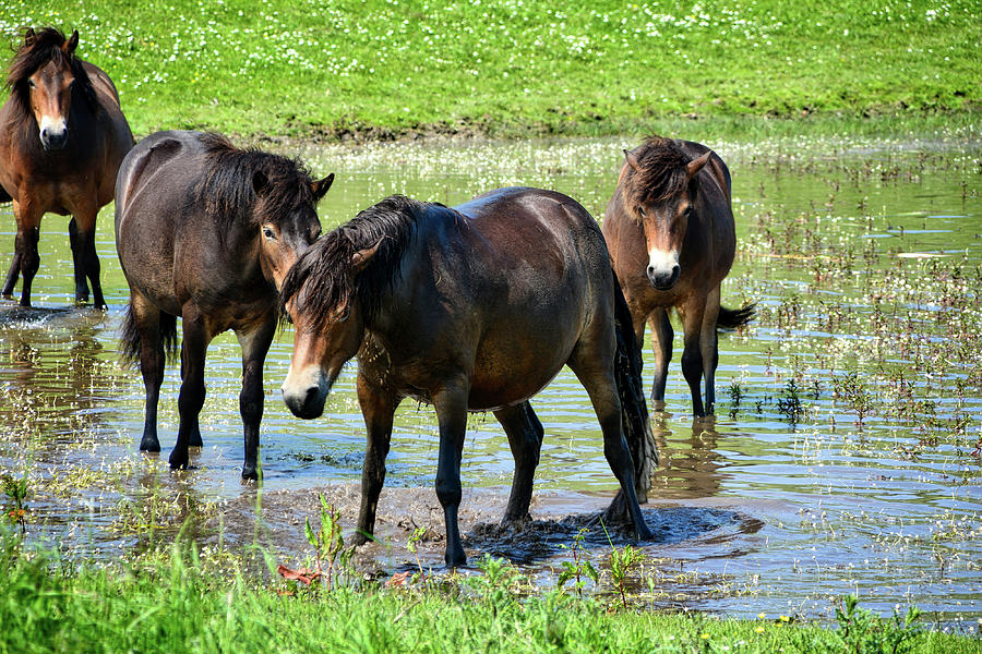 Wild Horses 4 Photograph by Ingrid Dendievel