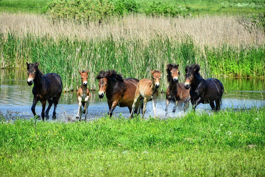 Wild Horses 6 Photograph by Ingrid Dendievel
