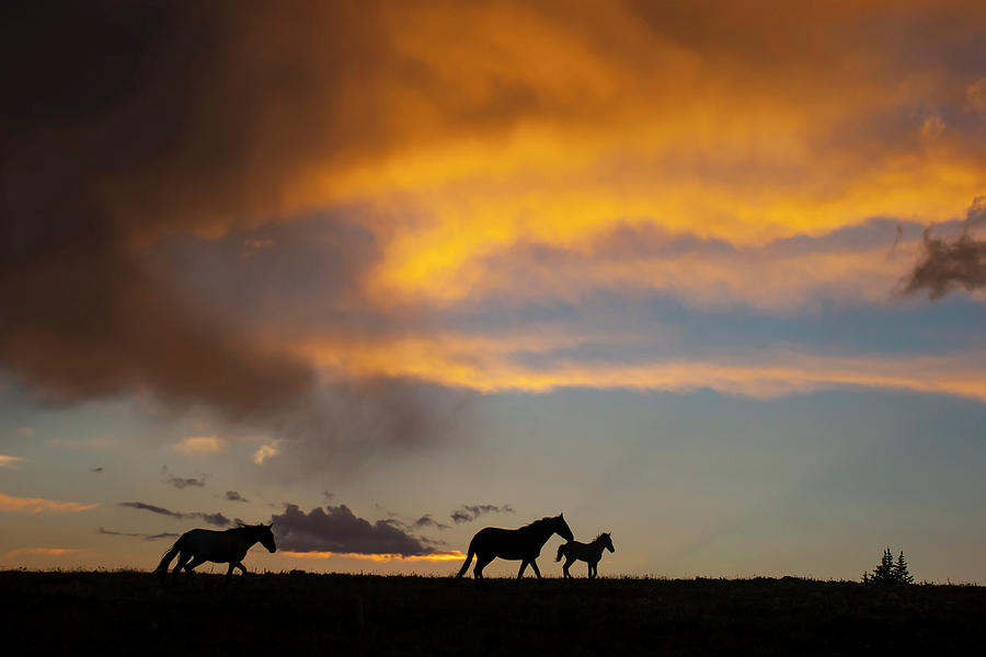 Big Skies and Wild Horses Photograph by Mark Miller