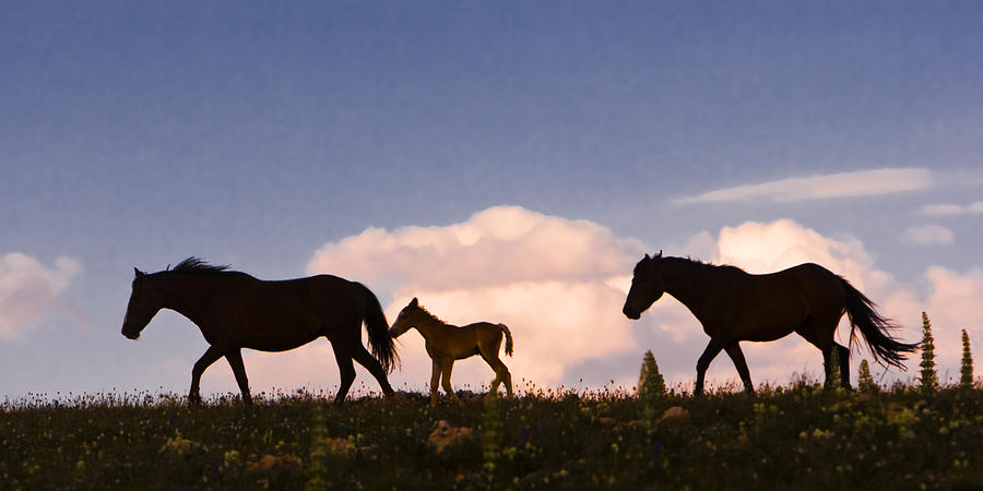 Wild Horses and Clouds Photograph by Mark  Miller
