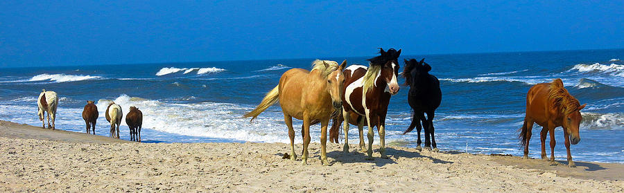 Wild Horses Assateague Island Maryland