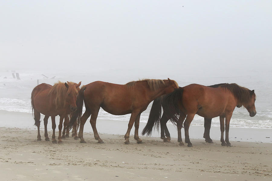Horse Photograph - Wild Horses At Corolla, NC 10 by David Stasiak