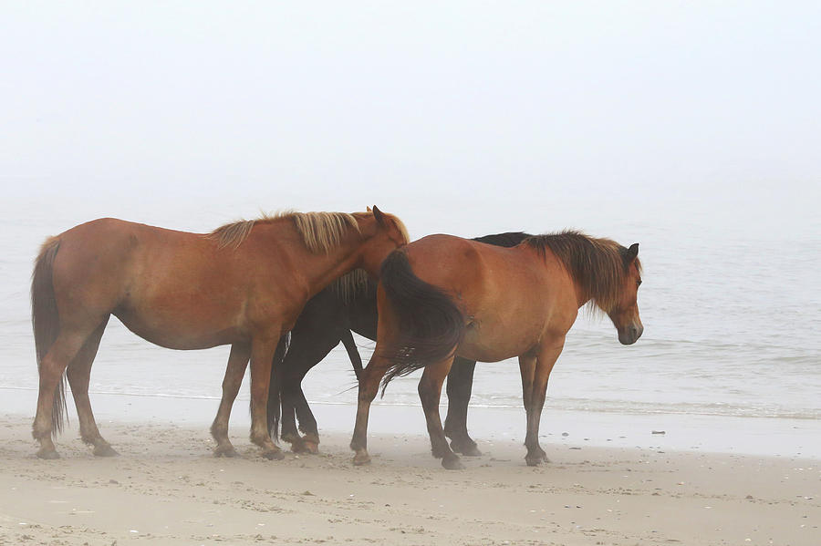 Wild Horses At Corolla, NC 16 Photograph by David Stasiak