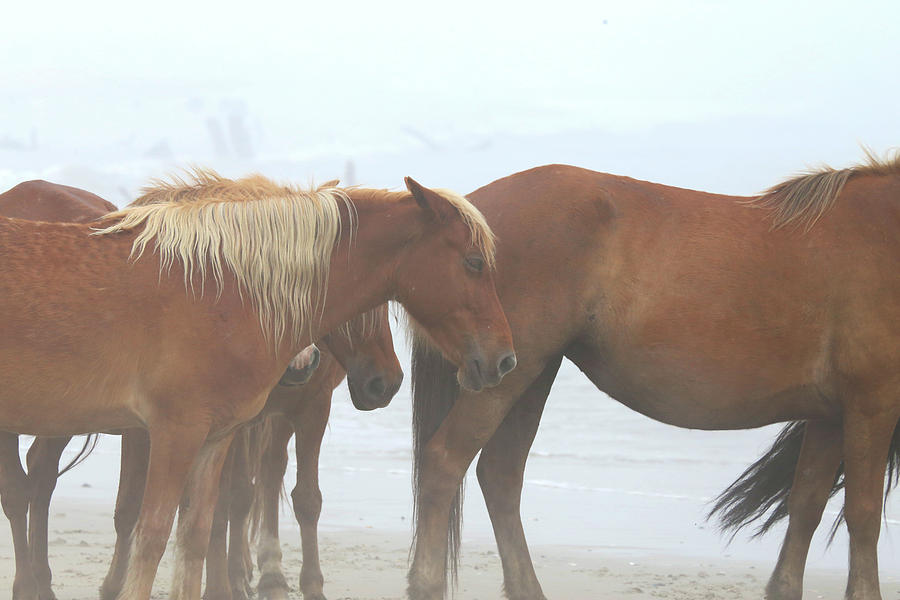 Wild Horses At Corolla, NC 14 Photograph by David Stasiak