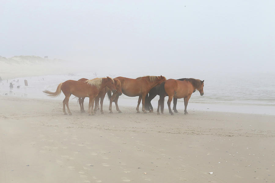 Wild Horses At Corolla, Nc 18 Photograph