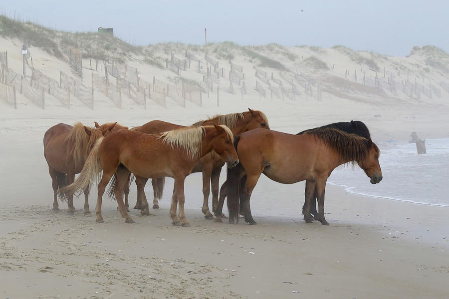 Wild Horses At Corolla, Nc 21 Photograph