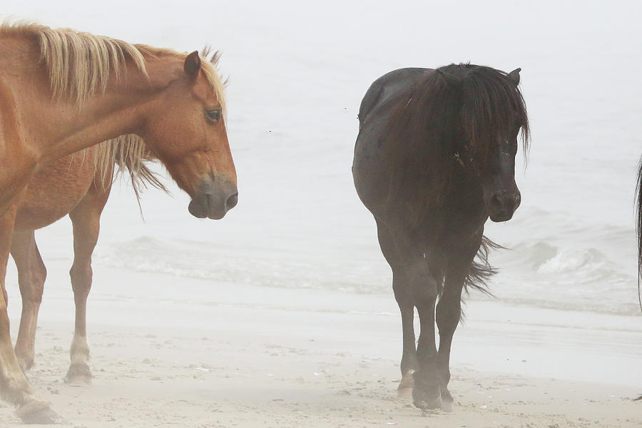 Wild Horses at Corolla NC Photograph by David Stasiak