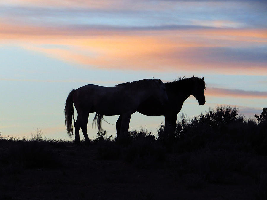 Wild Horses at Sunset Photograph by Carol Milisen - Fine Art America