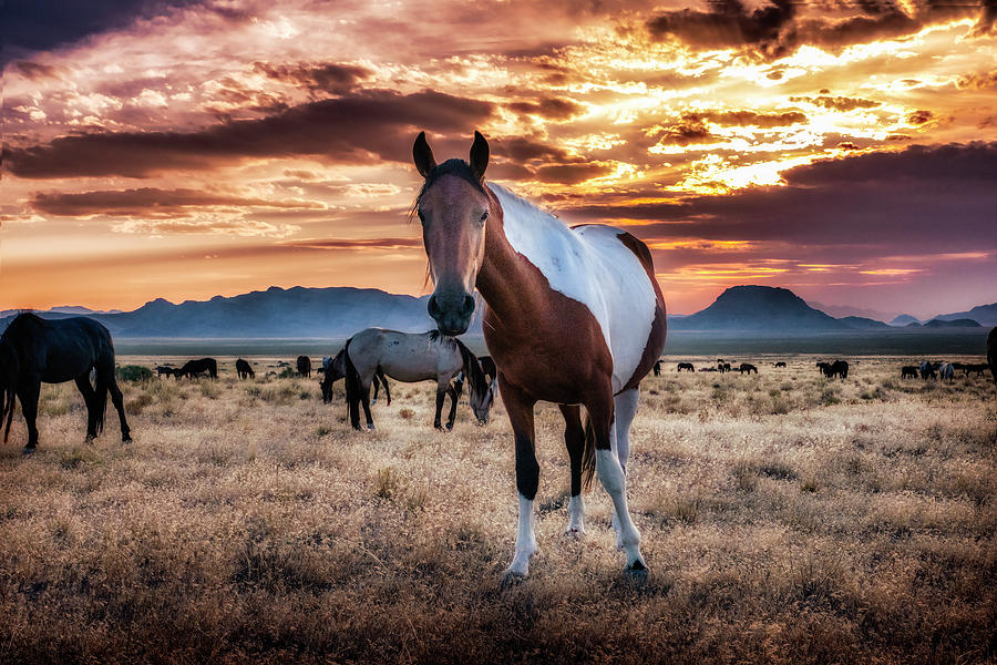 Wild Horses at Sunset Photograph by Michael Ash