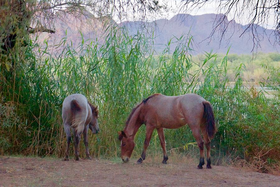 Wild Horses at Twilight Photograph by Barbara Zahno