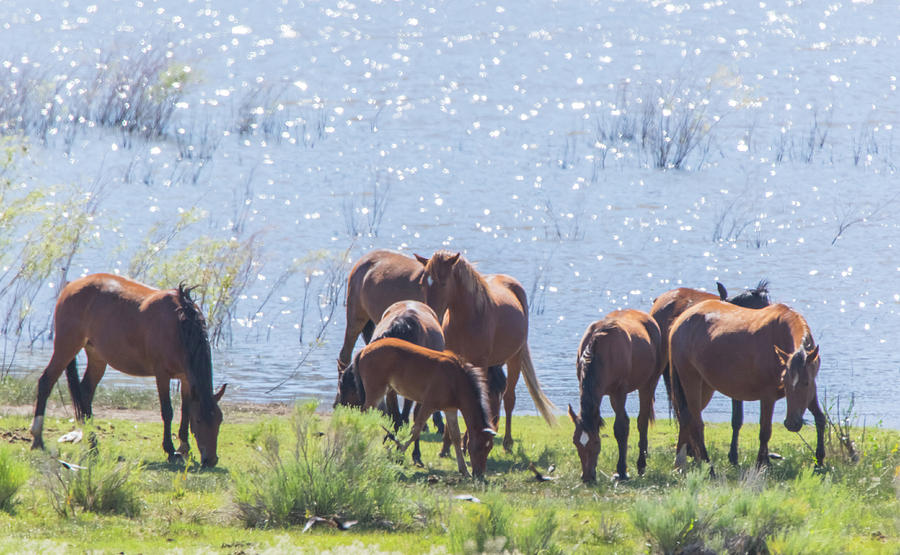 Wild Horses at Washoe Lake Photograph by Marc Crumpler