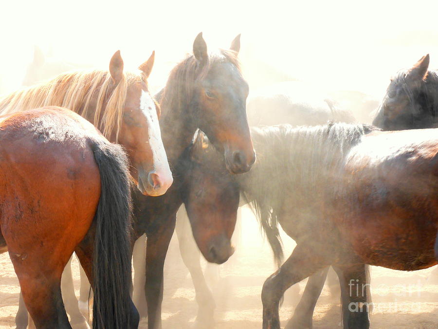 Wild Horses - Australian Brumbies 2 Photograph by Lexa Harpell