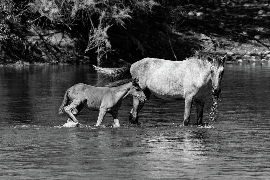 Wild Horses Black and White Photograph by Douglas Killourie