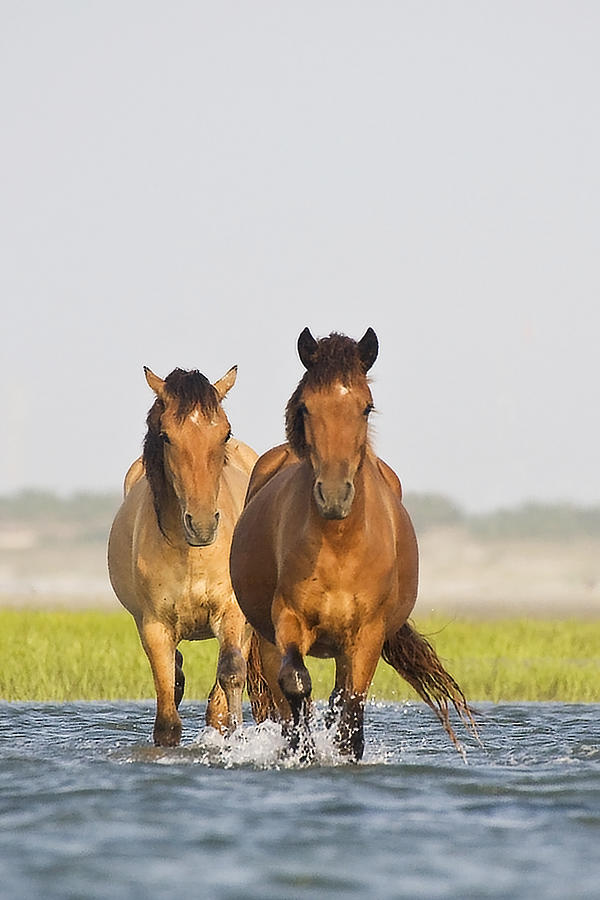 Wild Horses Photograph by Bob Decker