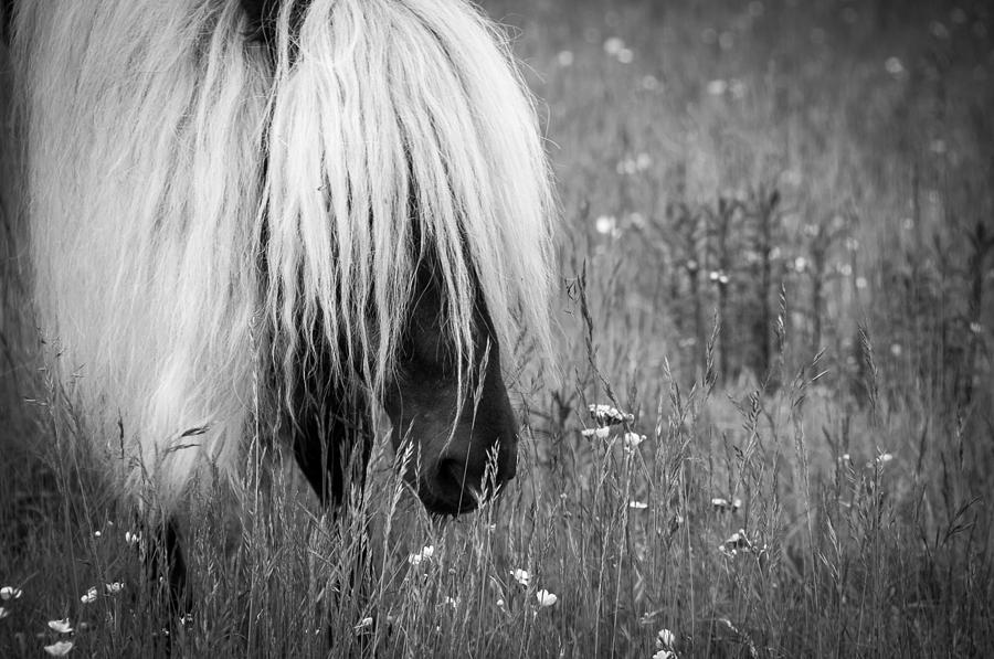 Wild Horses-bw Photograph by Joye Ardyn Durham