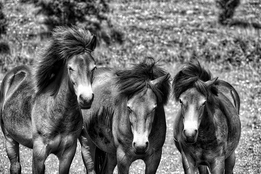 Wild Horses BW1 Photograph by Ingrid Dendievel